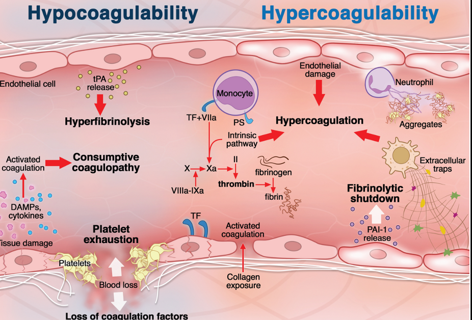 Hypocoagulability and Hypercoagulability